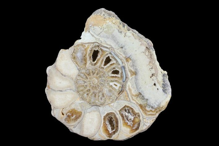 Cut/Polished Calycoceras Ammonite (Half) - Texas #93545